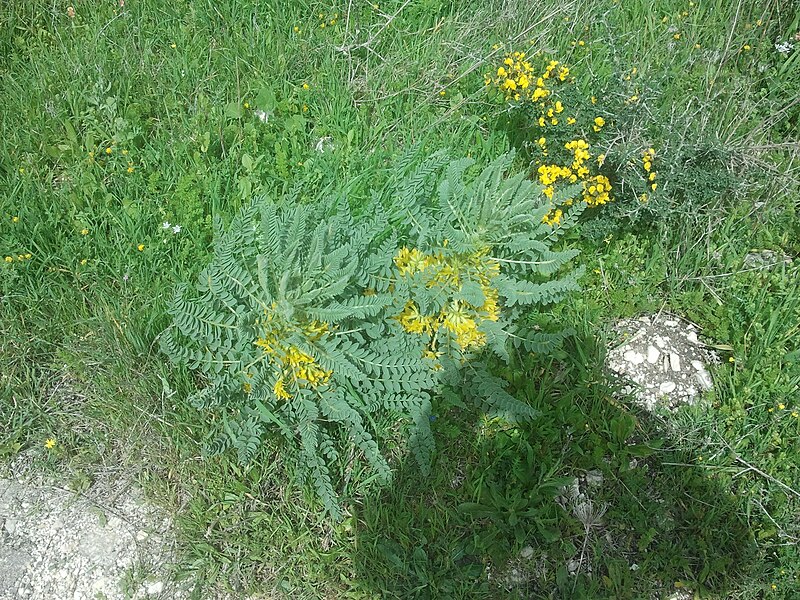 File:Astragalus macrocarpus in Nahal Tut (3).jpg