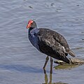 * Nomination Australasian swamphen (Porphyrio melanotus) --Charlesjsharp 11:08, 16 January 2024 (UTC) * Promotion  Support Good quality. --Draceane 19:17, 16 January 2024 (UTC)