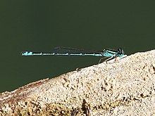 Austroagrion exclamationis