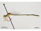 Austroagrion pindrina.jpg