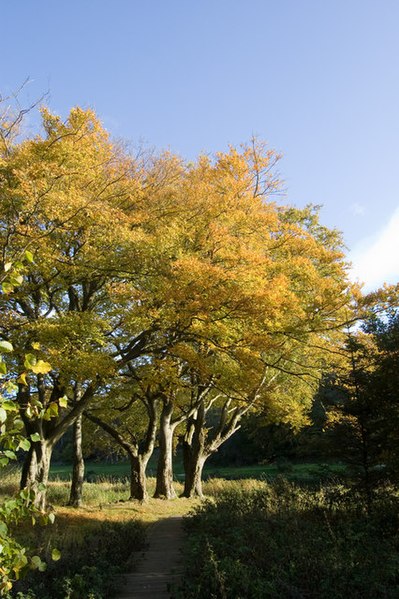 File:Autumn colours - geograph.org.uk - 1025450.jpg