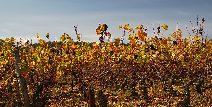 Grapevines in Burgundy at the beginning of November