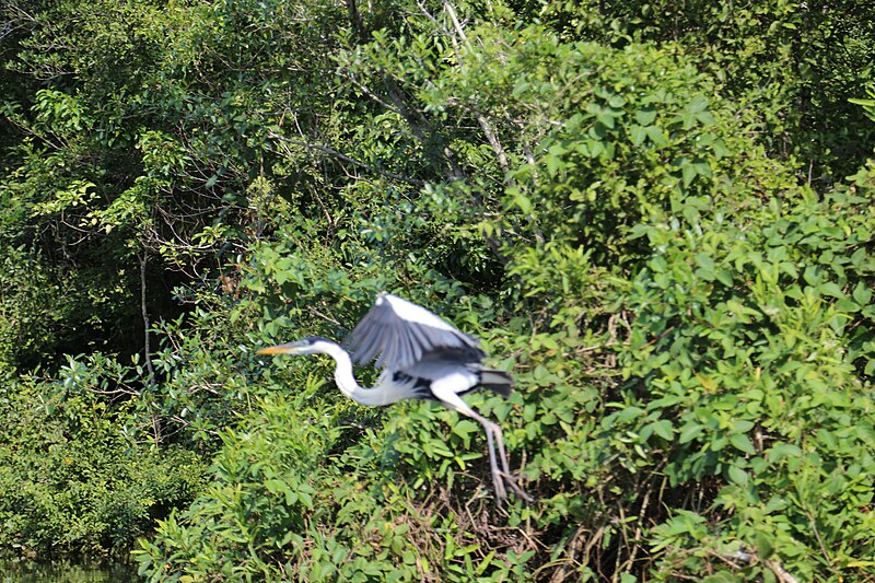 File:Ave iniciando vuelo.jpg