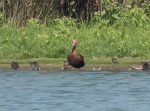 Black-bellied whistling duck in the Jamaica Bay Wildlife Refuge East Pond