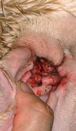 <span class="mw-page-title-main">Otitis externa in animals</span>