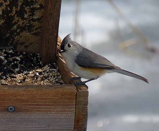 Baeolophus bicolor 2