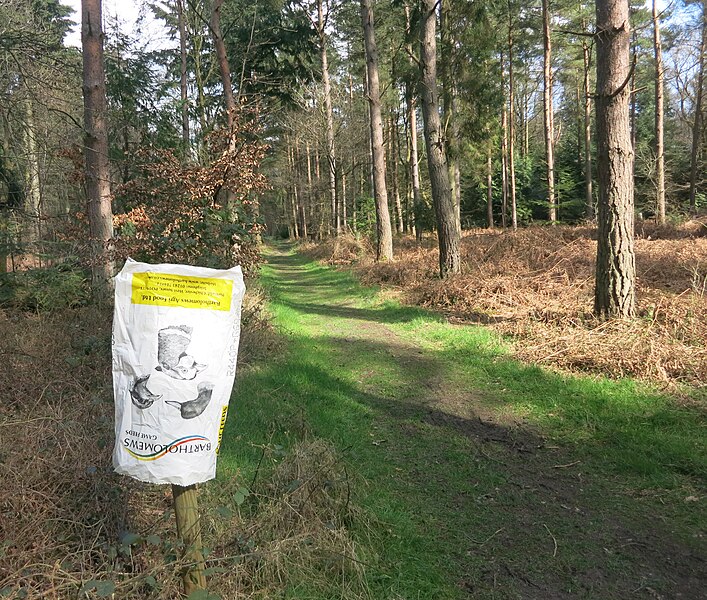 File:Bag in the Woods - geograph.org.uk - 4892350.jpg