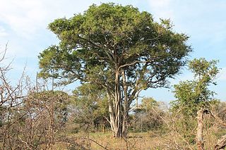 <i>Balanites maughamii</i> Species of tree