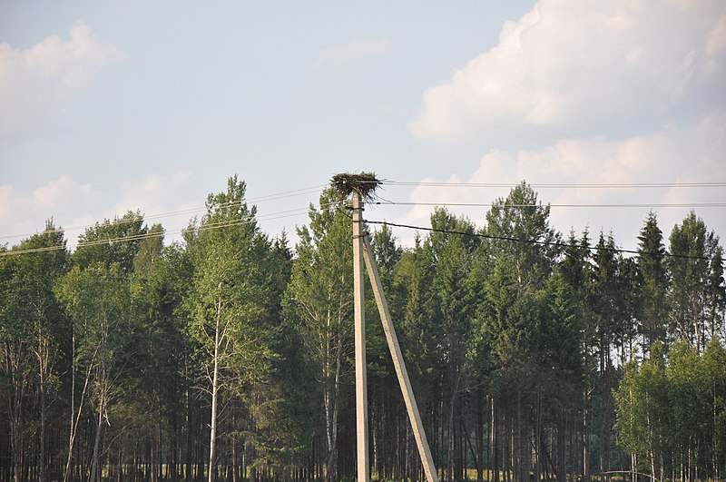 File:Baltā stārķa ligzda Nr.3017, Mālpils pagasts, Mālpils novads, Latvia - panoramio.jpg