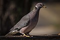 Band-tailed Pigeon (17205342642).jpg
