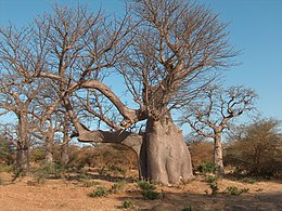 BaobabElephantBandia.JPG