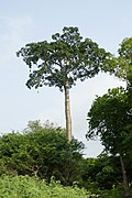 Baobab nella Lagoa Azul (São Tomé) (10) .jpg