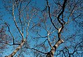 Image 946Bare London planetree (Platanus × hispanica) in winter, Campo dos Mártires da Pátria, Lisbon, Portugal