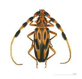 Batus barbicornis