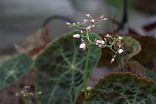 <i>Begonia goegoensis</i> Species of plant in the genus Begonia