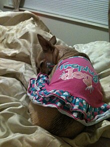 A Chihuahua sleeping on a bed in a dress that says "Trophy Dog"