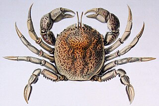 <span class="mw-page-title-main">Belliidae</span> Family of crabs