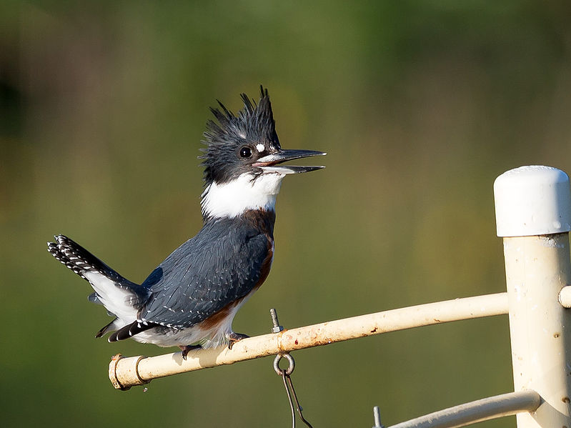 File:Belted Kingfisher ibm4381.jpg