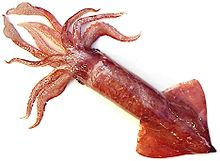 Berryteuthis magister.jpg 