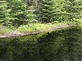 Beaver dam, Algonquin Provincial Park, Ontario, Canada