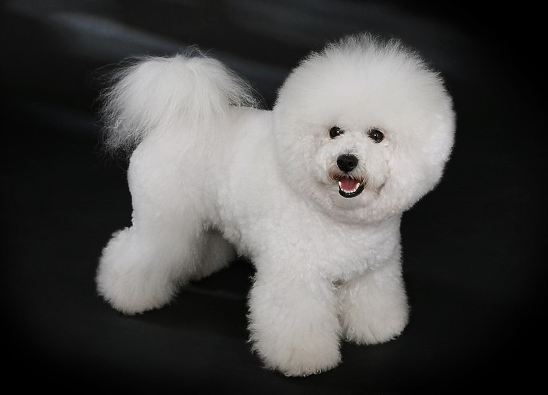 Bichon frise deals near me