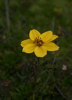 <i>Bidens triplinervia</i> Species of flowering plant