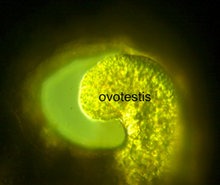 Photo d'un ovotestis d'escargot d'eau douce Biomphalaria glabrata. La zone autour de l'ovotestis est l'hépatopancreas. (Agrandissement x10).
