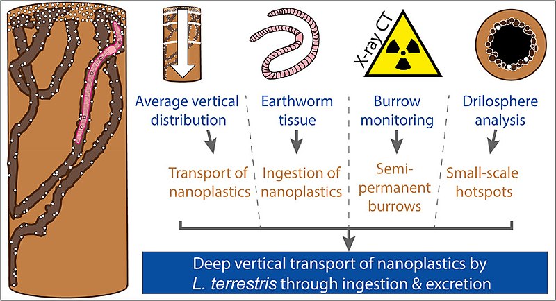 File:Bioturbation of nanoplastics by earthworms.jpg