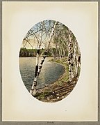 Birch trees at Spot Pond - DPLA - f05b56fc872eba094a3fae5f28c8e94e.jpg