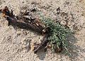 Antelope bitterbrush sprouts after wildfire
