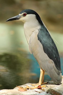 Garza Nocturna NegraCoronada1.jpg