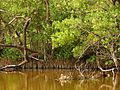 Black Mangroves - Flickr - treegrow (2).jpg