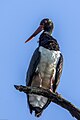 Black Stork (Ciconia nigra) SRI 03.jpg