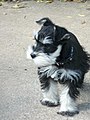 File:Miniature Schnauzer on grass, Short Summer Cut (Named Fox or Mr.  Sir).jpg - Wikipedia