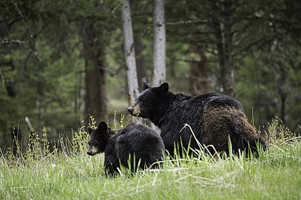 Black bear and cub near Tower Fall