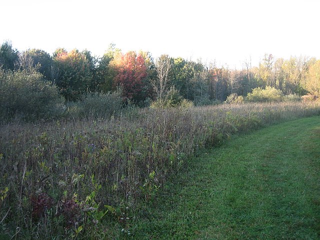 Wetlands Trail in Black Creek Park