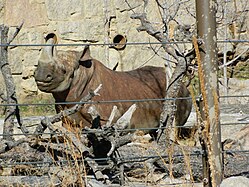 Black rhinoceros