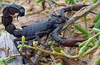 Arabian fat-tailed scorpion