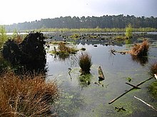 Blakemere Moss in 2004, six years after it was flooded Blakemere Moss - geograph.org.uk - 64940.jpg