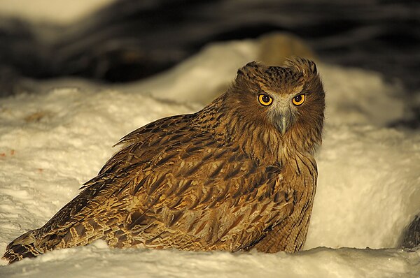 A Blakiston's fish owl hunting during winter.