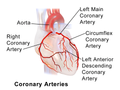 Illustration of coronary arteries