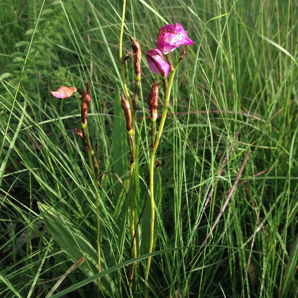 Bletia campanulata - Wikipedia, la enciclopedia libre