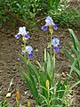 Blue Irises (Kazan).JPG