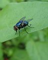 A21 Another Blue bottle fly. Same species as A2