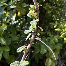 The climber Boquila trifoliata is thought to vary its leaf shape to resemble the plant it is climbing on, perhaps reducing its conspicuousness to herbivores. Boquila trifoliolata (Valdivia, Chili).jpg