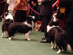 Border Collies Westminster Dog Show