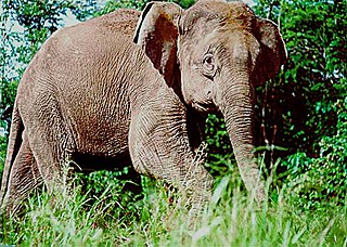 Borneo elephant