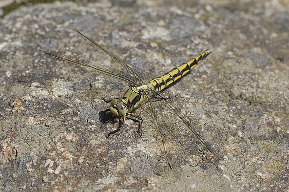 Black-tailed Skimmer, Burabay National Park, Akmola Region author — Stanislav Sergeevich