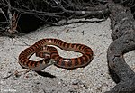 Thumbnail for Southern shovel-nosed snake