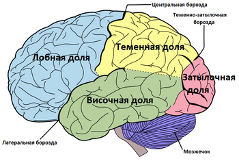 Реферат: Головной мозг. Конечный мозг